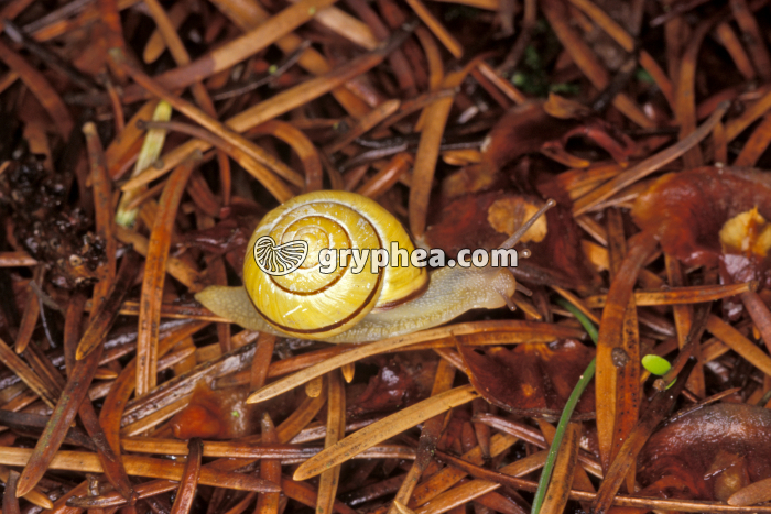 Escargot des bois (Cepaea nemoralis) - gryphea.com